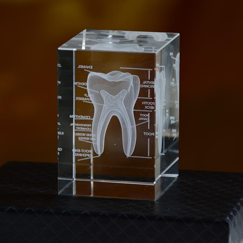 3D Human Crystal Tooth Model