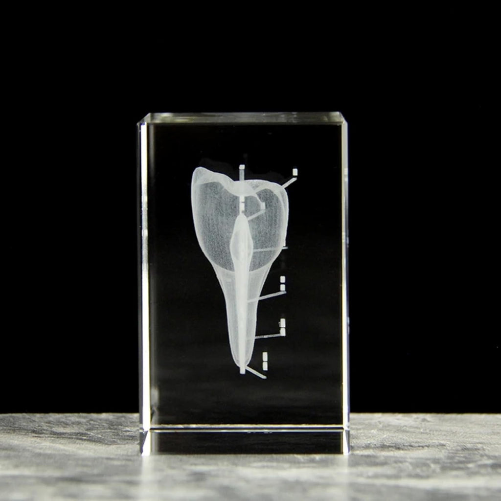 3D Human Crystal Tooth Model