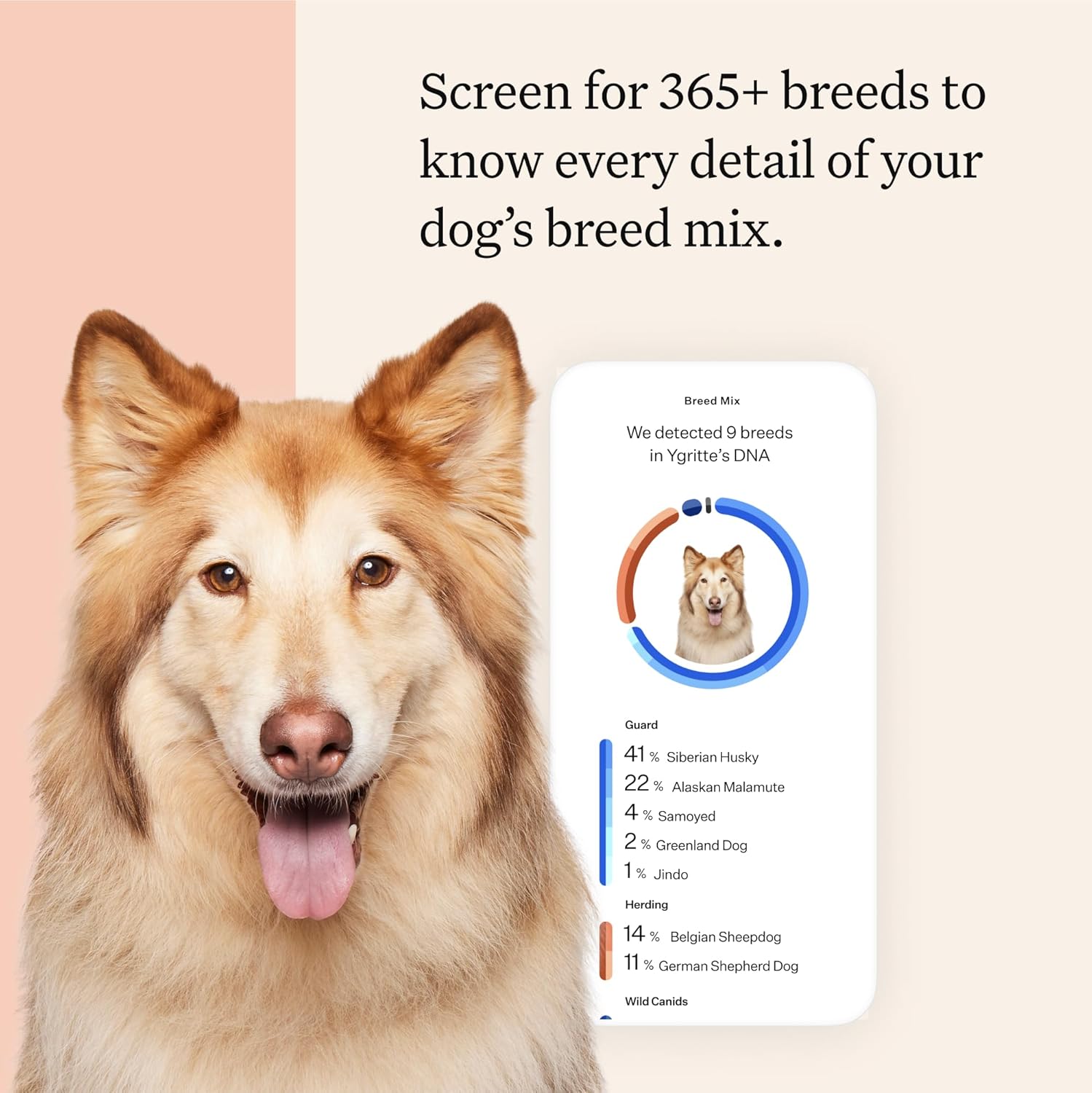 Wisdom Panel Premium Dog DNA Kit