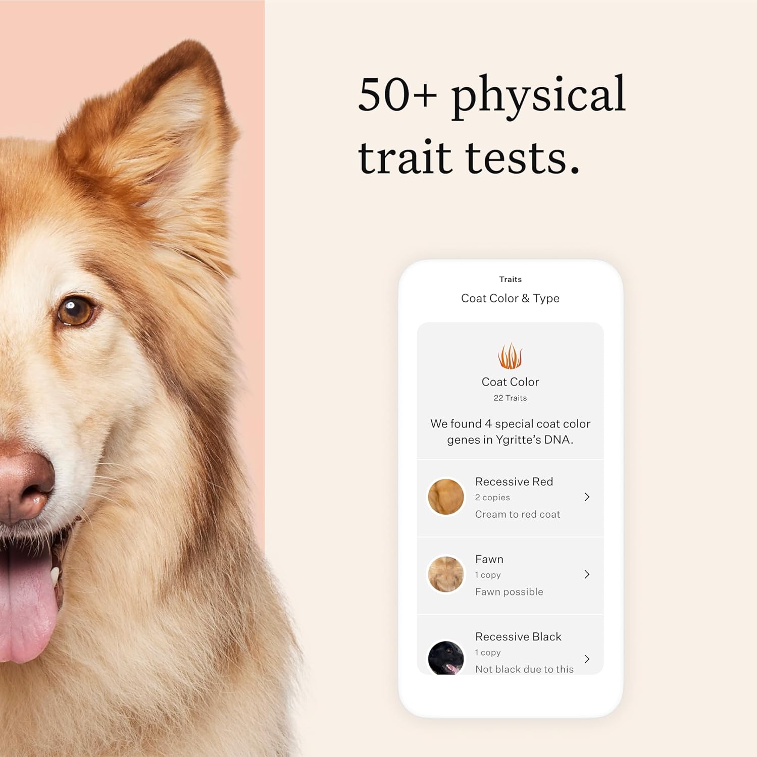 Wisdom Panel Premium Dog DNA Kit