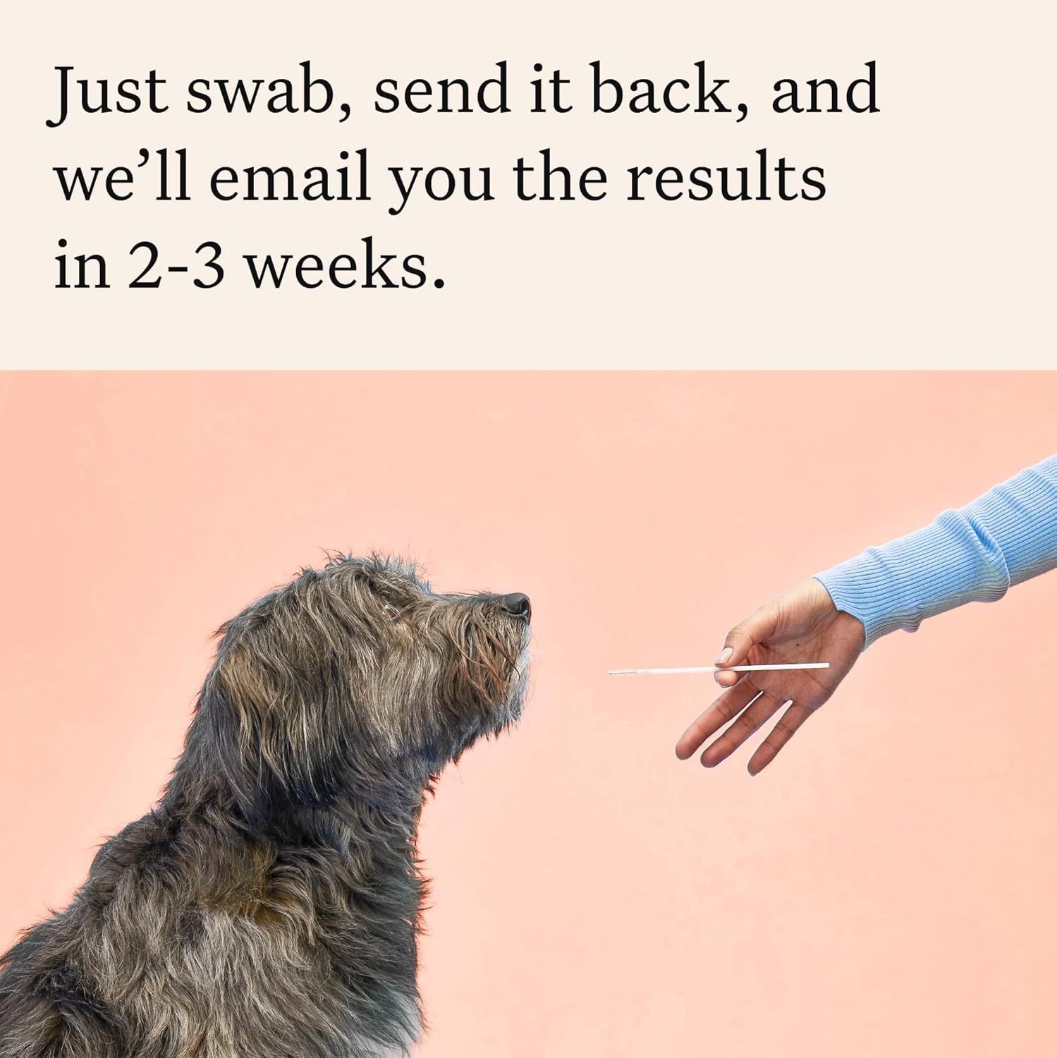 Wisdom Panel Premium Dog DNA Kit