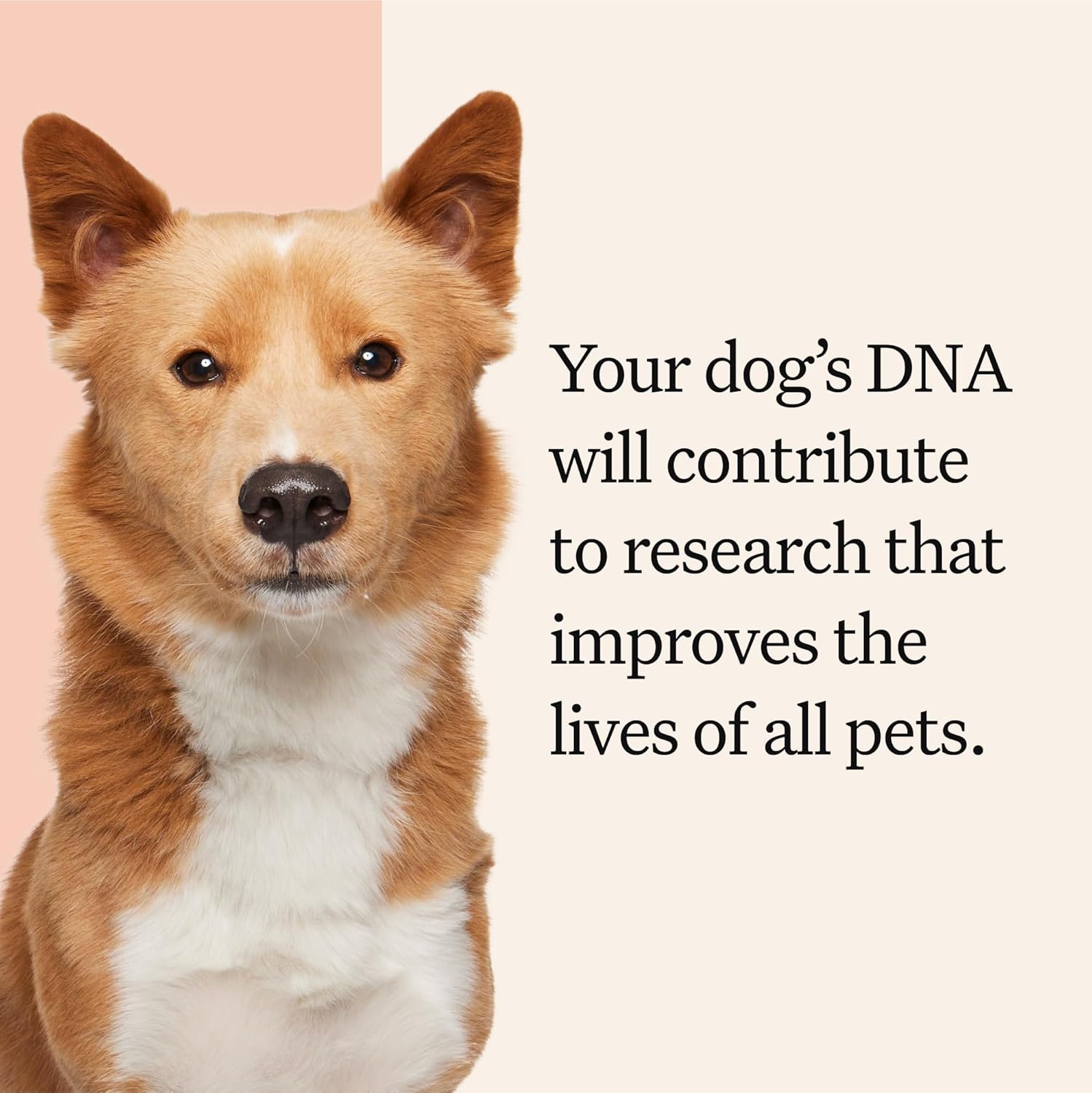 Wisdom Panel Premium Dog DNA Kit